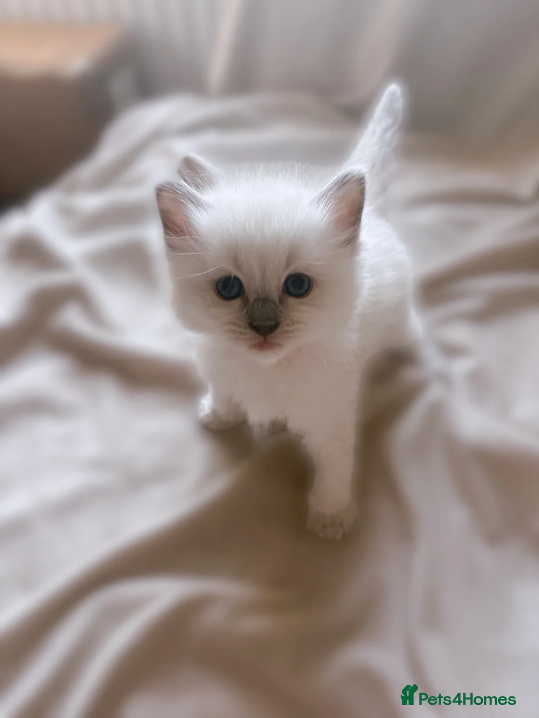 Ragdoll cats for sale: STUNNING PUREBRED RAGDOLL KITTENS in Melksham - Advert 2