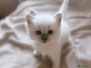 Ragdoll cats STUNNING PUREBRED RAGDOLL KITTENS - Advert 3