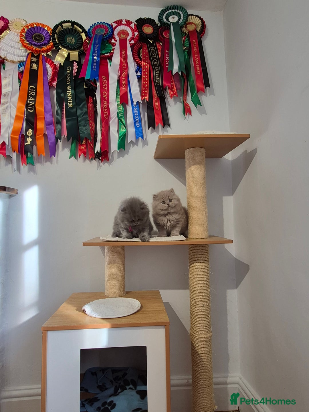 British Shorthair cats for sale: GCCF Registered British Sh & Lh Kittens - Champion - Image 21
