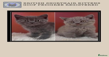 British Shorthair cats - Advert 2