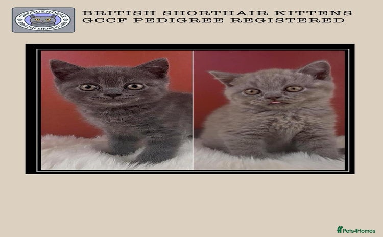 British Shorthair cats - Advert 11