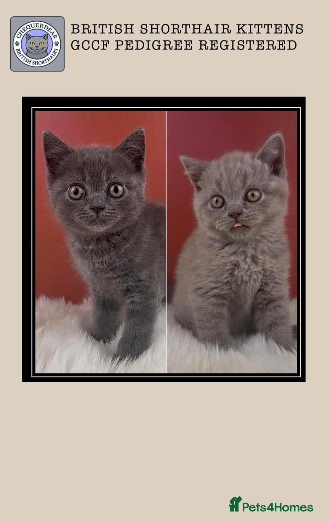 British Shorthair cats for sale: Blue & Fawn Boys & Girls - Image 1