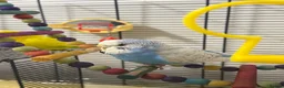 Budgerigars birds for sale: 3 Budgie  - Advert 5