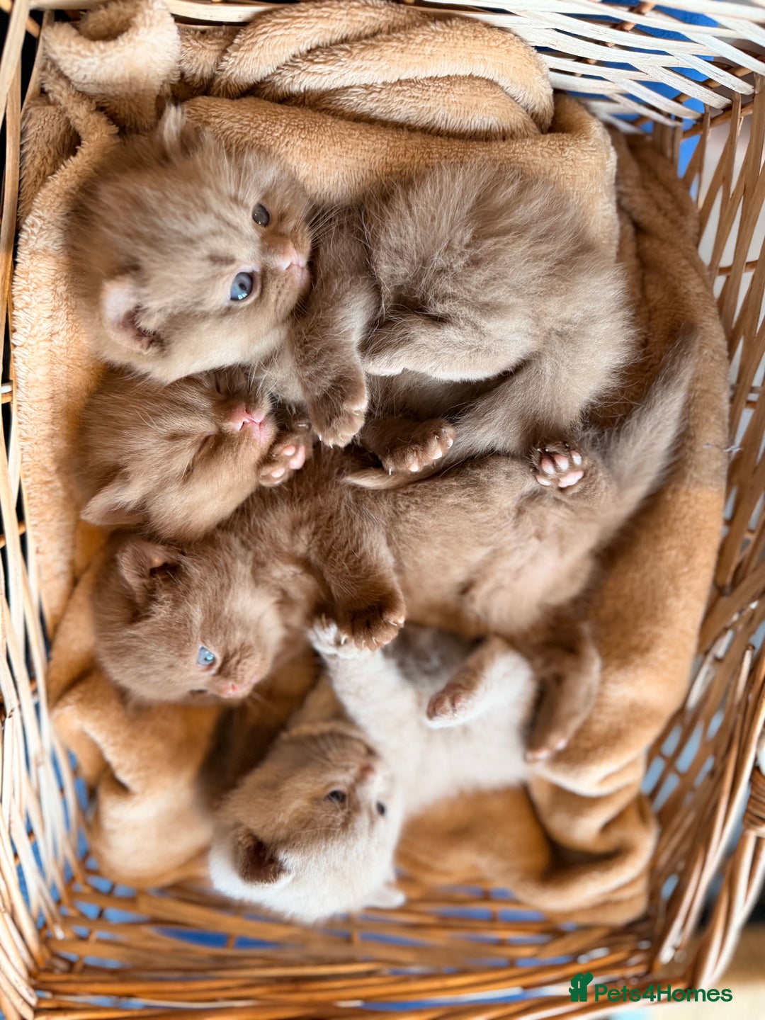 British Shorthair cats for sale: Cinnamon British shorthair kittens - Advert 7
