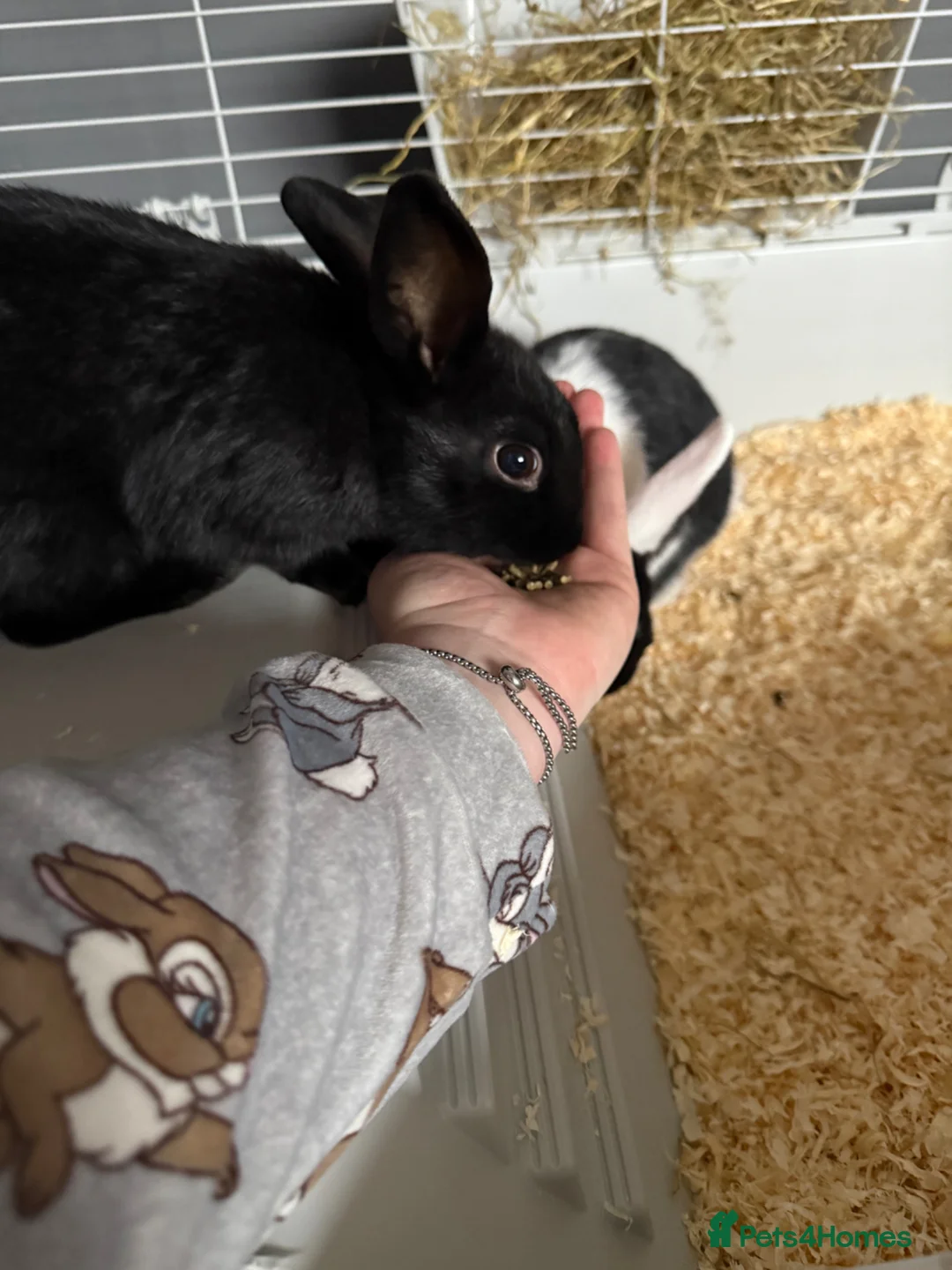 Mixed Breed rabbits for sale: Buttons  - Advert 3