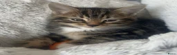 Mixed Breed cats for sale: Beautiful British Shorthair x Bengal kittens - Advert 25