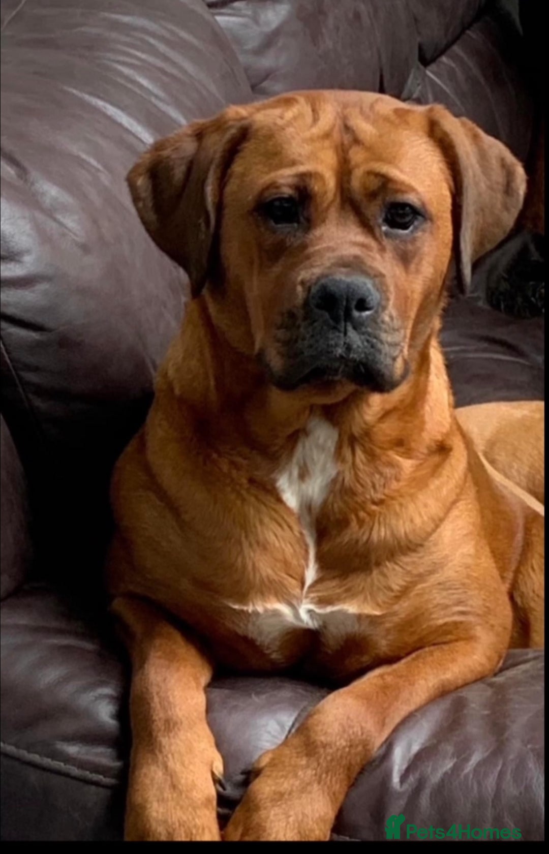 Boxer dogs for sale: Boxerx - Image 9
