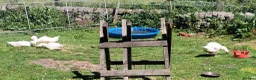 Geese poultry for sale: Embden geese 10/12 weeks old  in Buxton - Advert 3