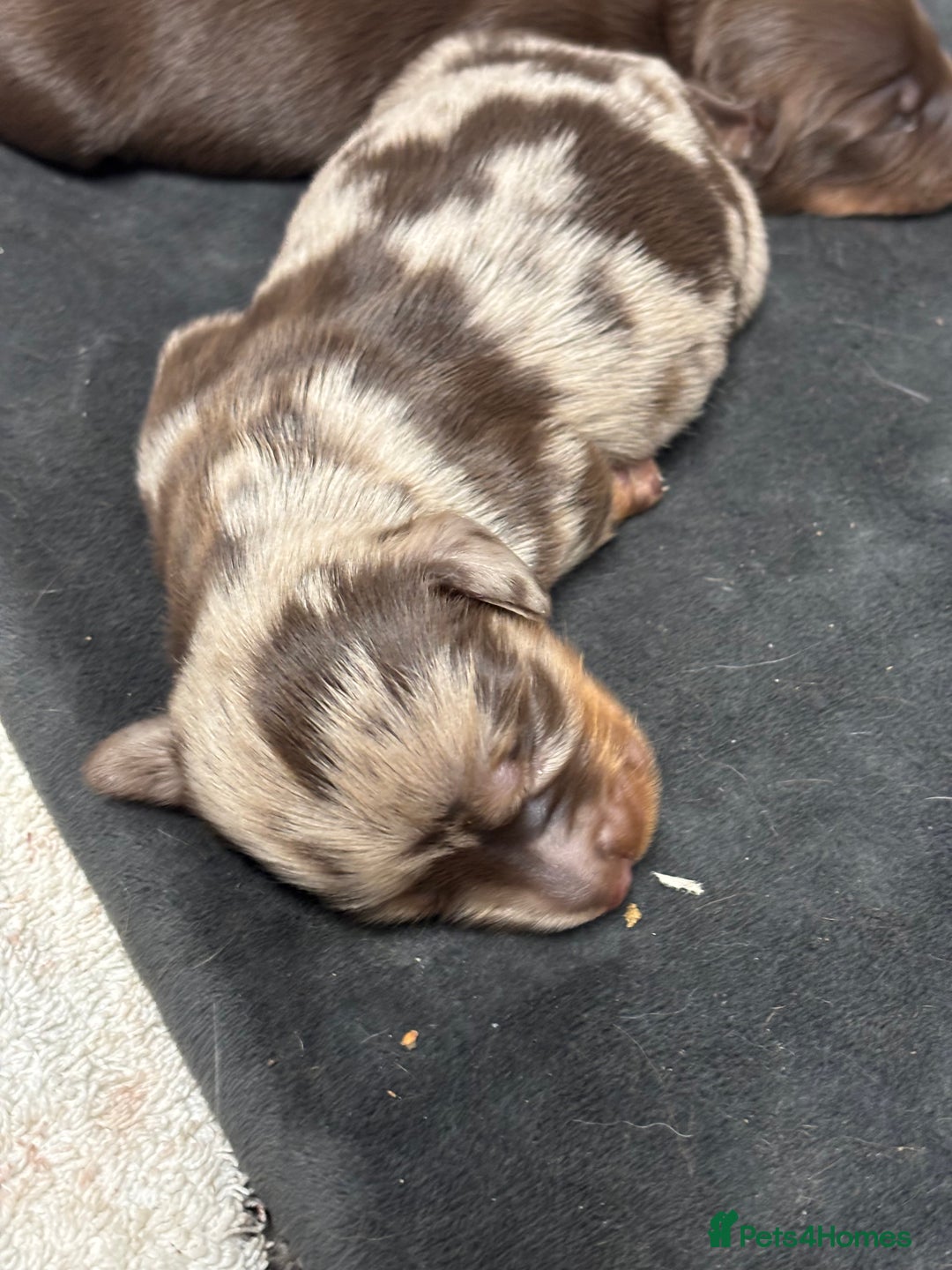 Miniature Dachshund dogs for sale: Beautiful long haired miniature dachshunds - Advert 9