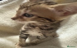 Bengal cats for sale: Beautiful bengals  - Advert 8