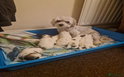 Havanese dogs for sale: Bishon havanesse  - Image 1