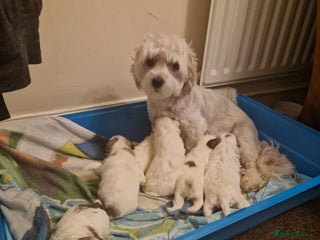 Havanese dogs for sale - Advert 1