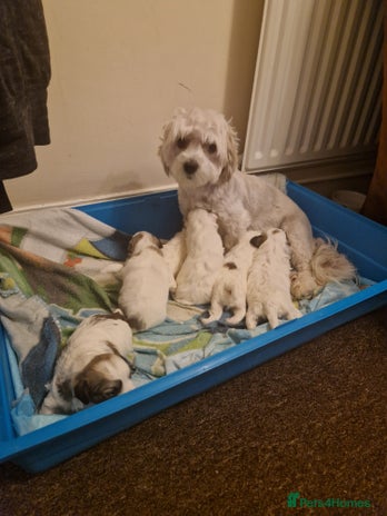 Havanese dogs - Advert 1