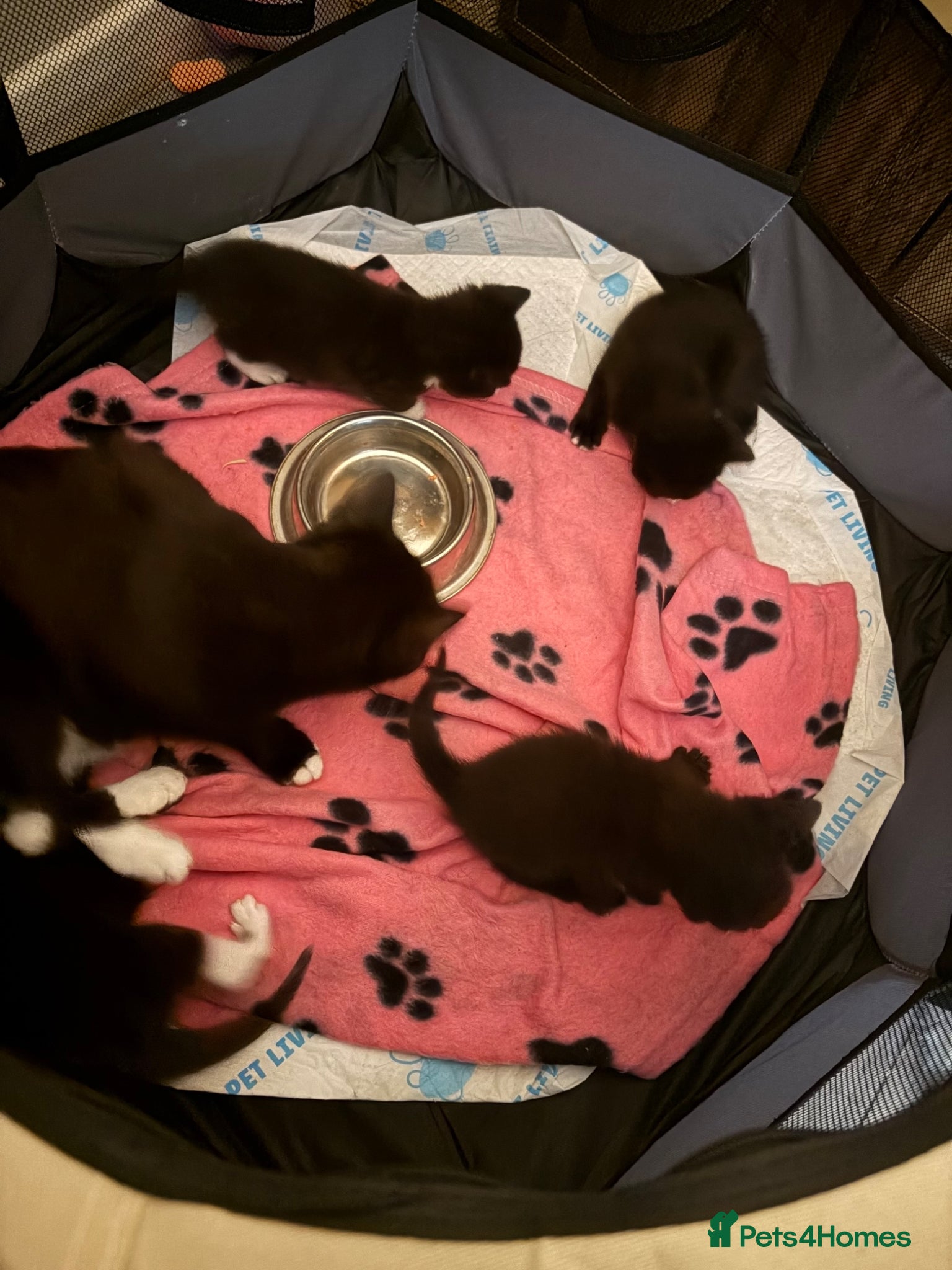 Mixed Breed cats for sale: 3 Tuxedo Kittens - Advert 2