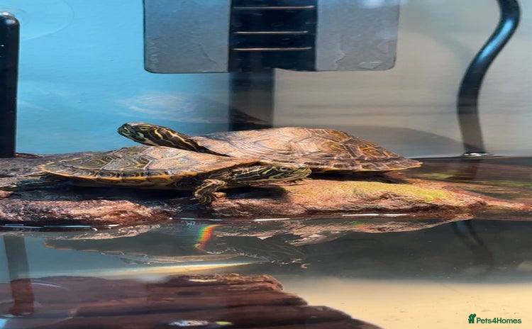 Turtle reptiles - Advert 3