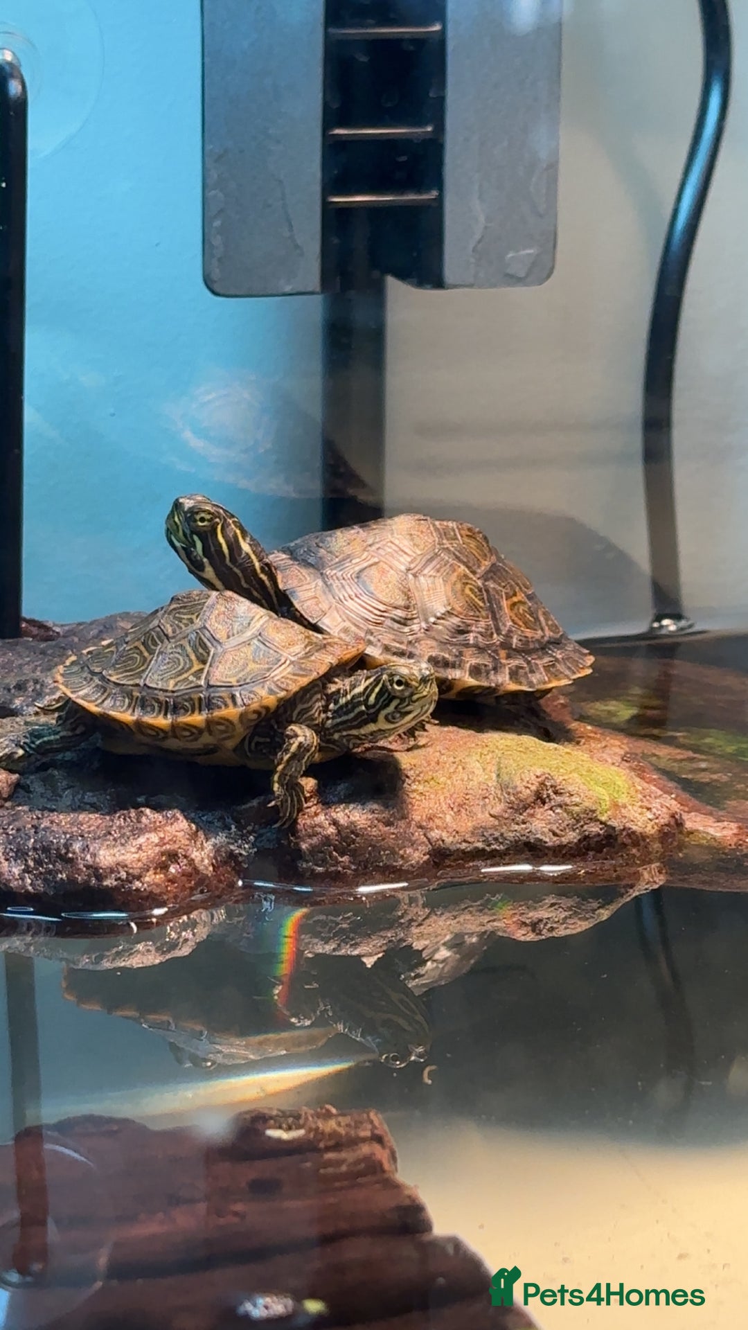 Turtle reptiles for sale: X2 cooters - Image 1