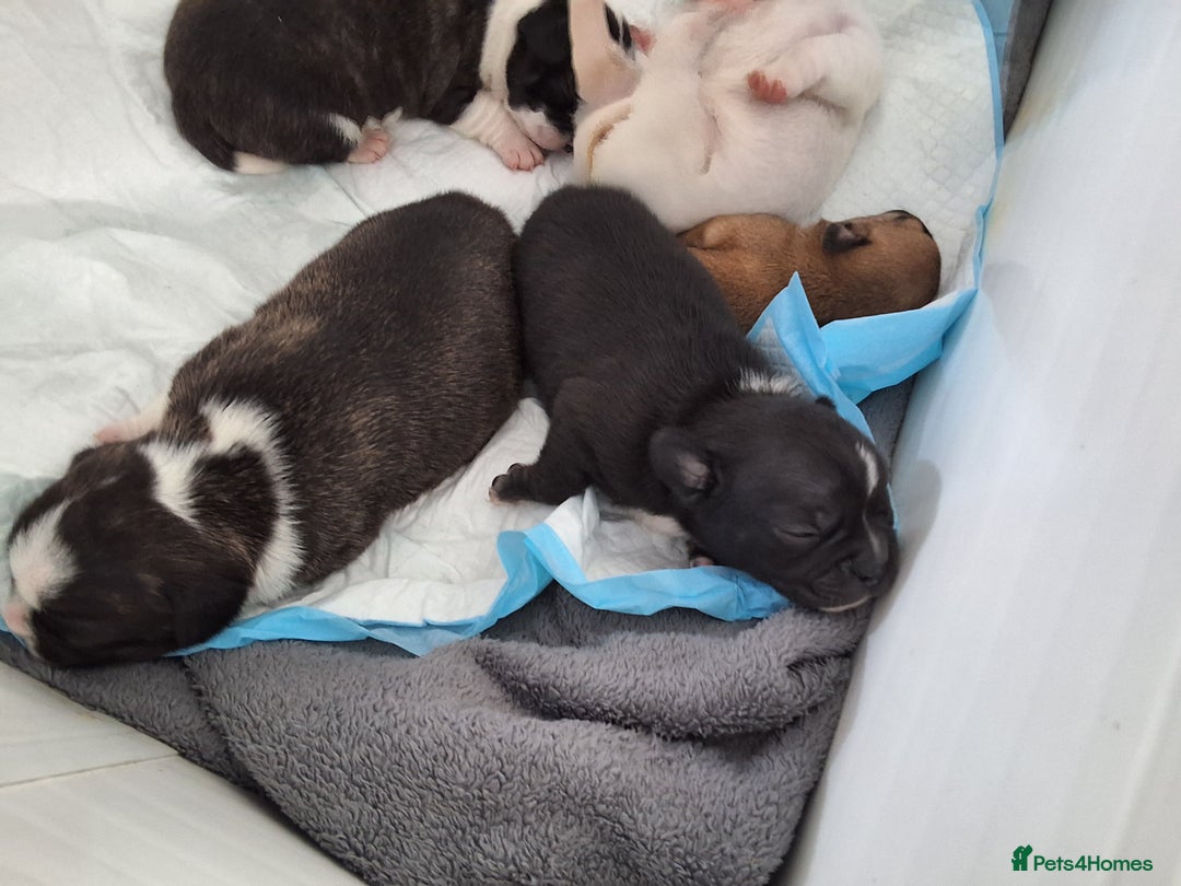 Mixed Breed dogs for sale: Frenchie cross chihuahua  - Image 1