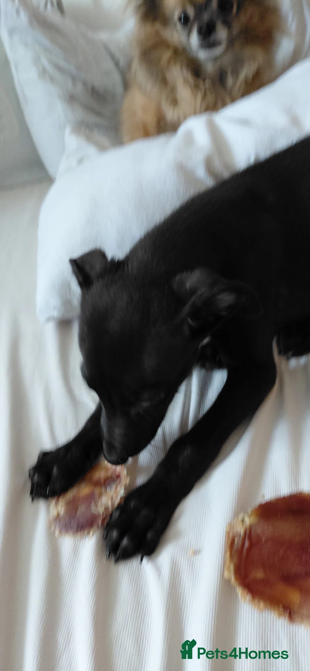 Mixed Breed dogs for sale: 10 week male italian greyhound puppy - Advert 4