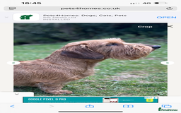 Dachshund dogs for sale: Wire hair Pups Pending - Image 5