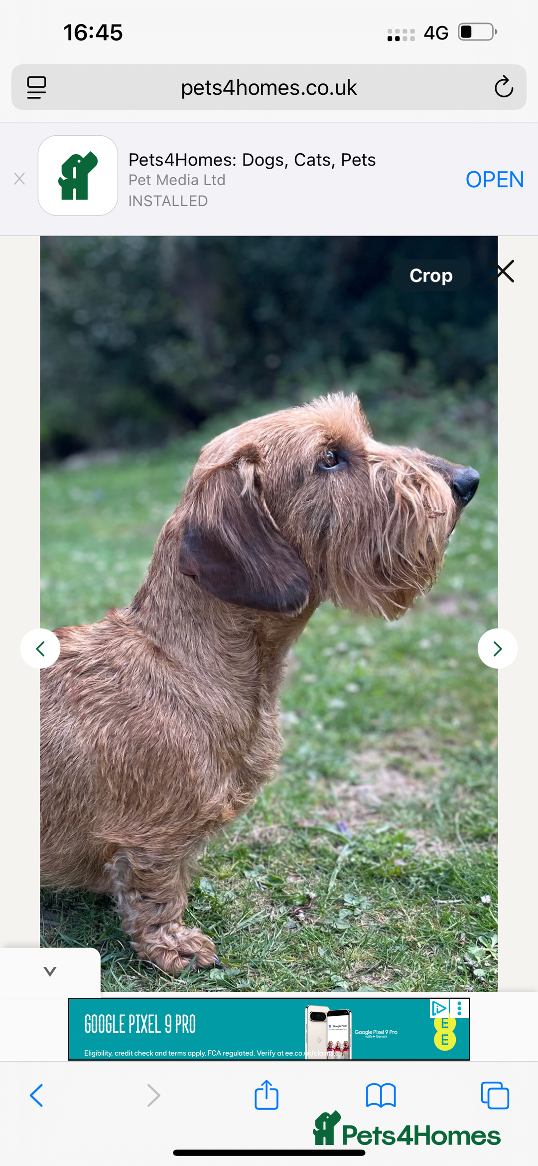 Dachshund dogs for sale: Wire hair Pups Pending - Image 5