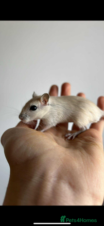 Gerbil rodents - Advert 4