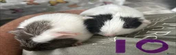 Guinea Pig rodents for sale: BONDED BABIES 2 SOWS AND 2 BOARS £50 a pair - Advert 10