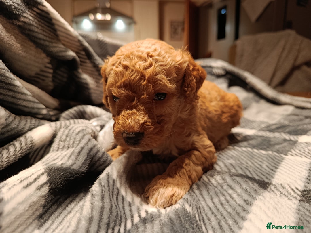 Cockapoo dogs for sale: F1b Cockapoos ** 2 left. - Advert 2