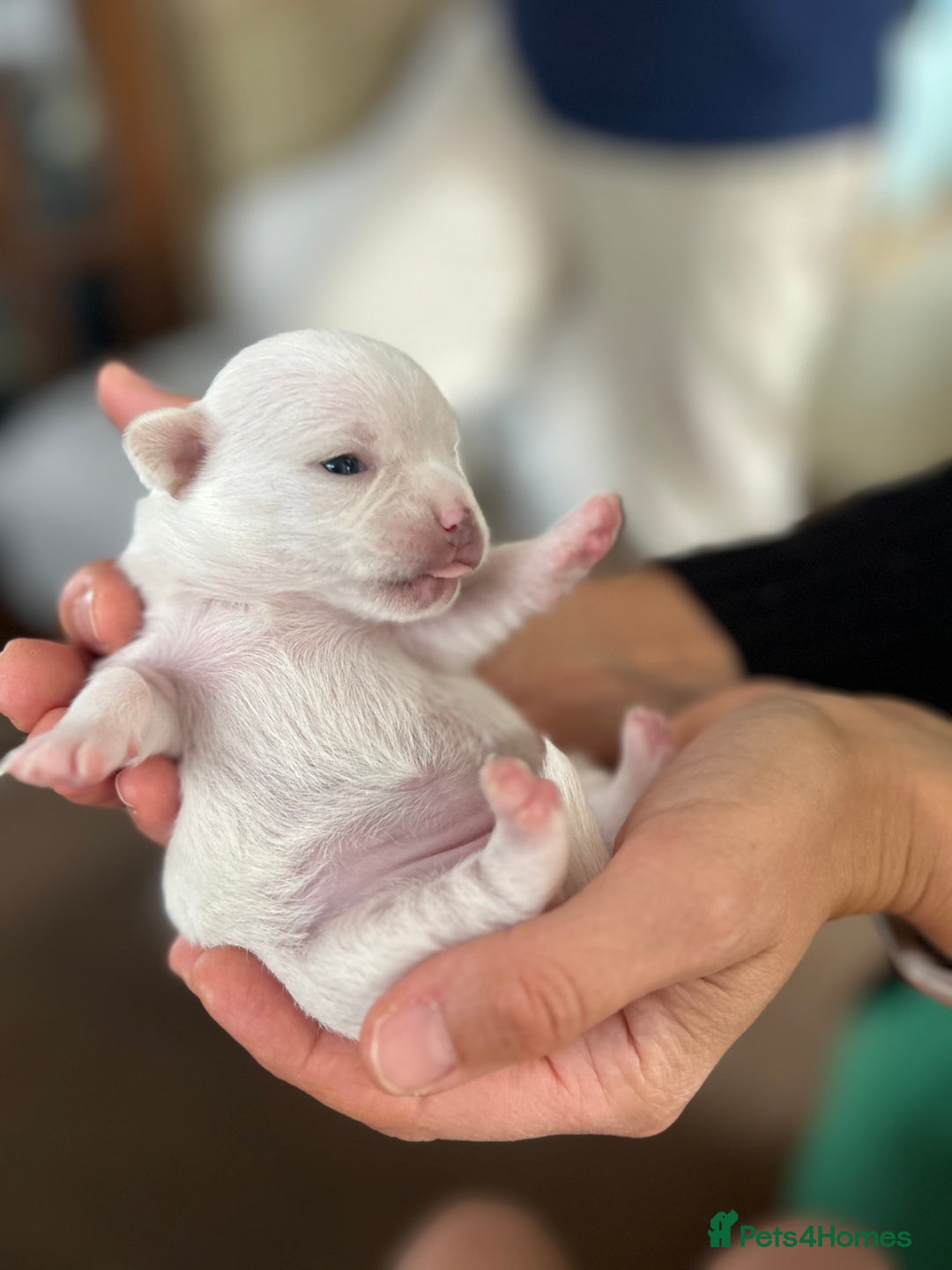 Chihuahua dogs for sale: Chilhuahua puppies  - Image 9