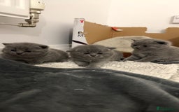 British Shorthair cats for sale: British short hairs  - Image 1