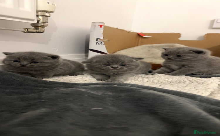 British Shorthair cats - Advert 1
