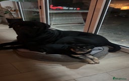 Cane Corso dogs for sale: Loving home needed for cane corso and pug  - Advert 1