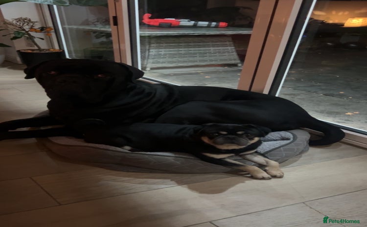 Cane Corso dogs Loving home needed for cane corso and pug  - Advert 3