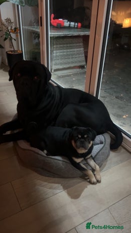 Cane Corso dogs Loving home needed for cane corso and pug - Advert 1