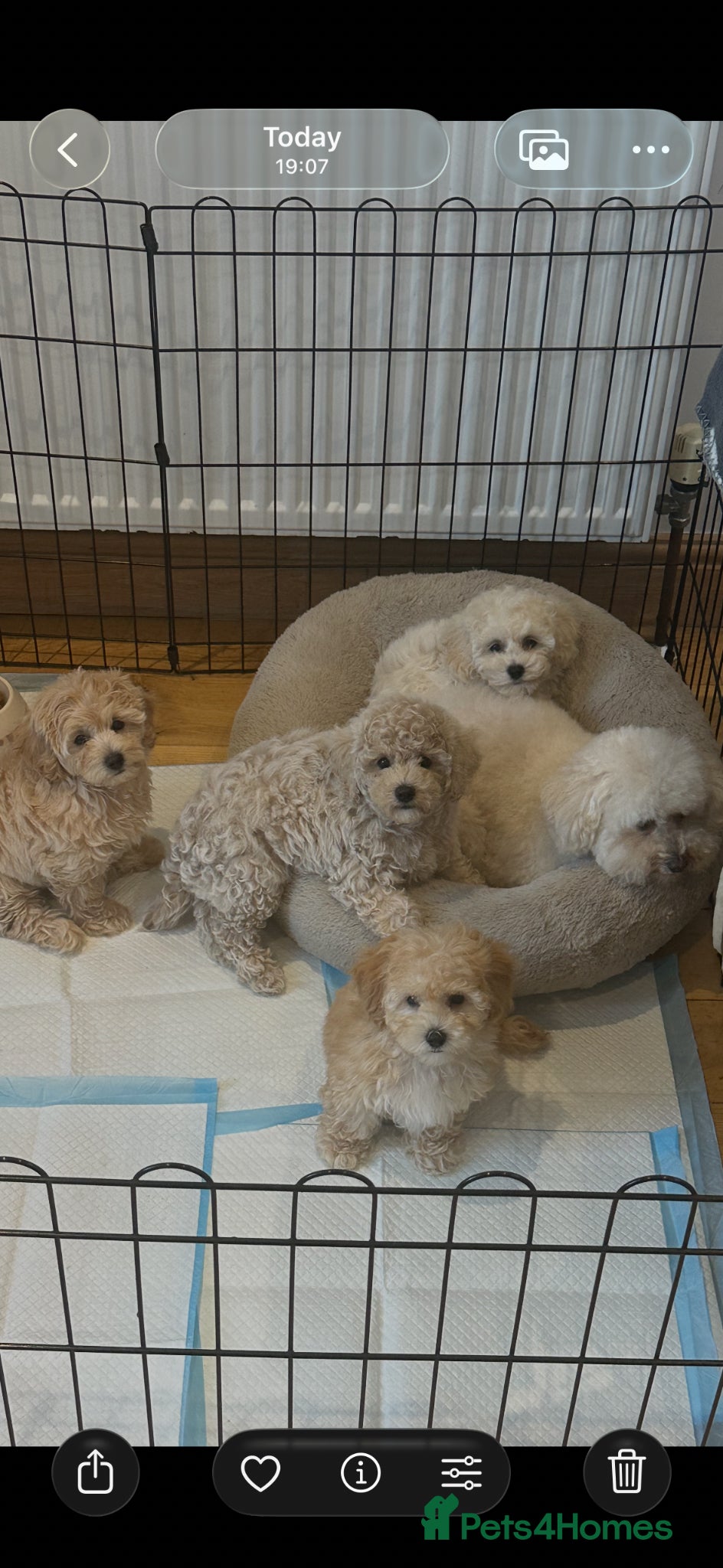 Maltipoo dogs 🐶 Beautiful Maltipoo Boys Available 🐶 - Advert 2