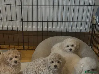Maltipoo dogs 🐶 Beautiful Maltipoo Boys Available 🐶 - Advert 2