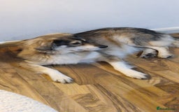 Mixed Breed dogs for sale: 5 Year Old Husky x Collie Girl  - Image 2