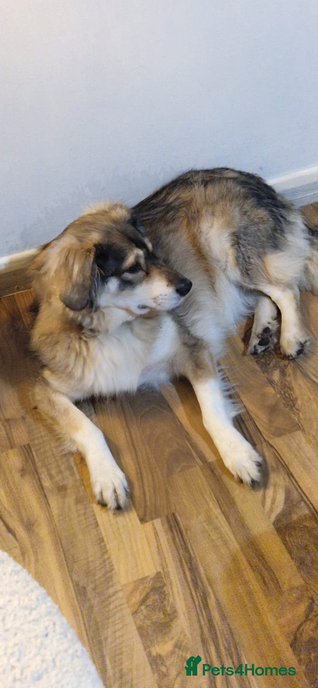 Mixed Breed dogs for sale: 5 Year Old Husky x Collie Girl  - Image 2