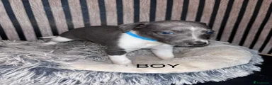 Whippet 5