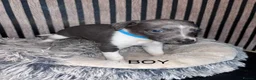 Whippet dogs for sale: Whippet pups for sale x5 boys x1 Girl - Advert 5