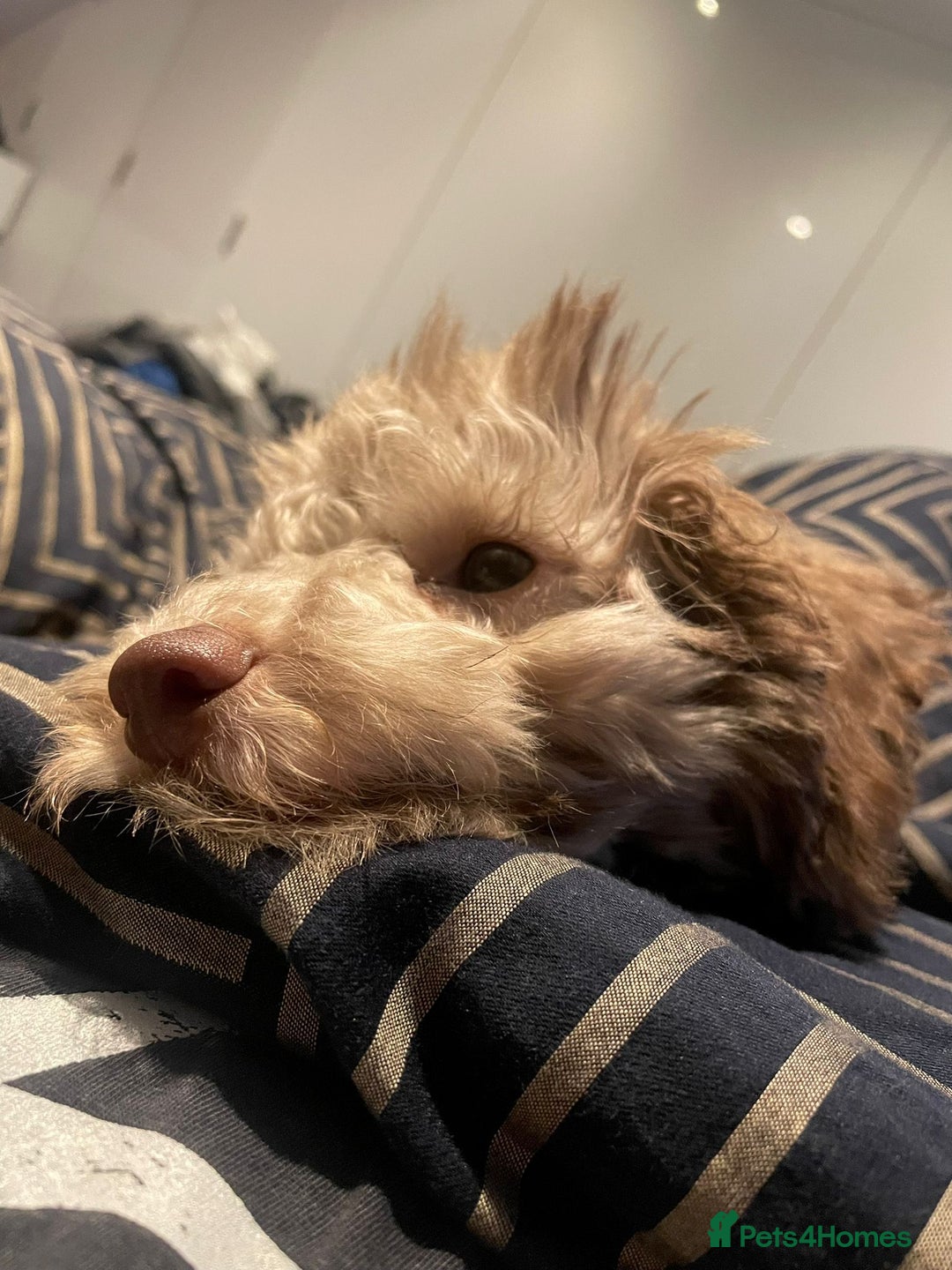Toy Poodle dogs for stud: Rollo Toy Poodle (Stud only) - Image 4