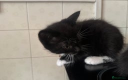 Domestic Shorthair cats for sale: Domestic Kittens - Image 4