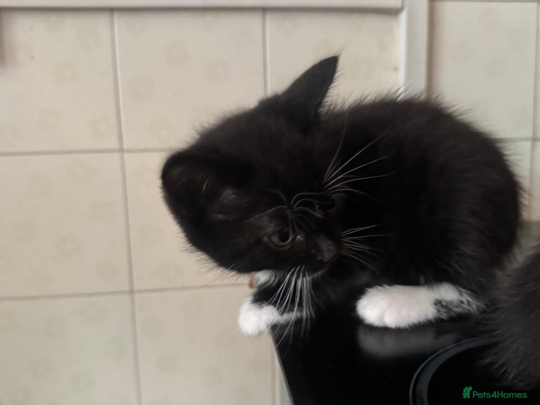 Domestic Shorthair cats for sale: Domestic Kittens - Image 4