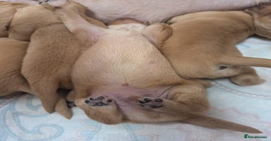 Golden Retriever dogs Golden retriver puppies ( left 2 boys only) - Advert 1