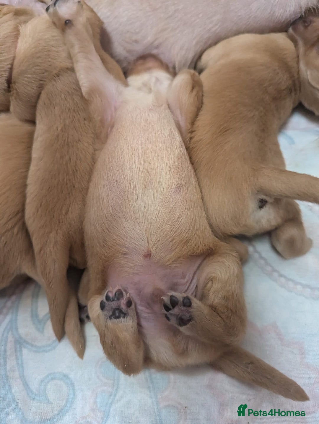 Golden Retriever dogs for sale: Golden retriver puppies (2 girls reserved) - Advert 15