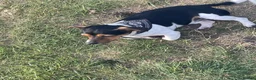 Jack Russell dogs for stud: Tri Coloured Jack Russell  - Advert 5