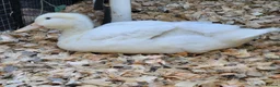 Ducks poultry for sale: 💛Pekin named Bread is available💛 - Advert 3