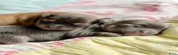 Chorkie dogs for sale: Miniature Chorkie Boys - Advert 10