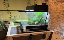 Gecko reptiles for sale: Crested gecko with enclosure  - Image 10