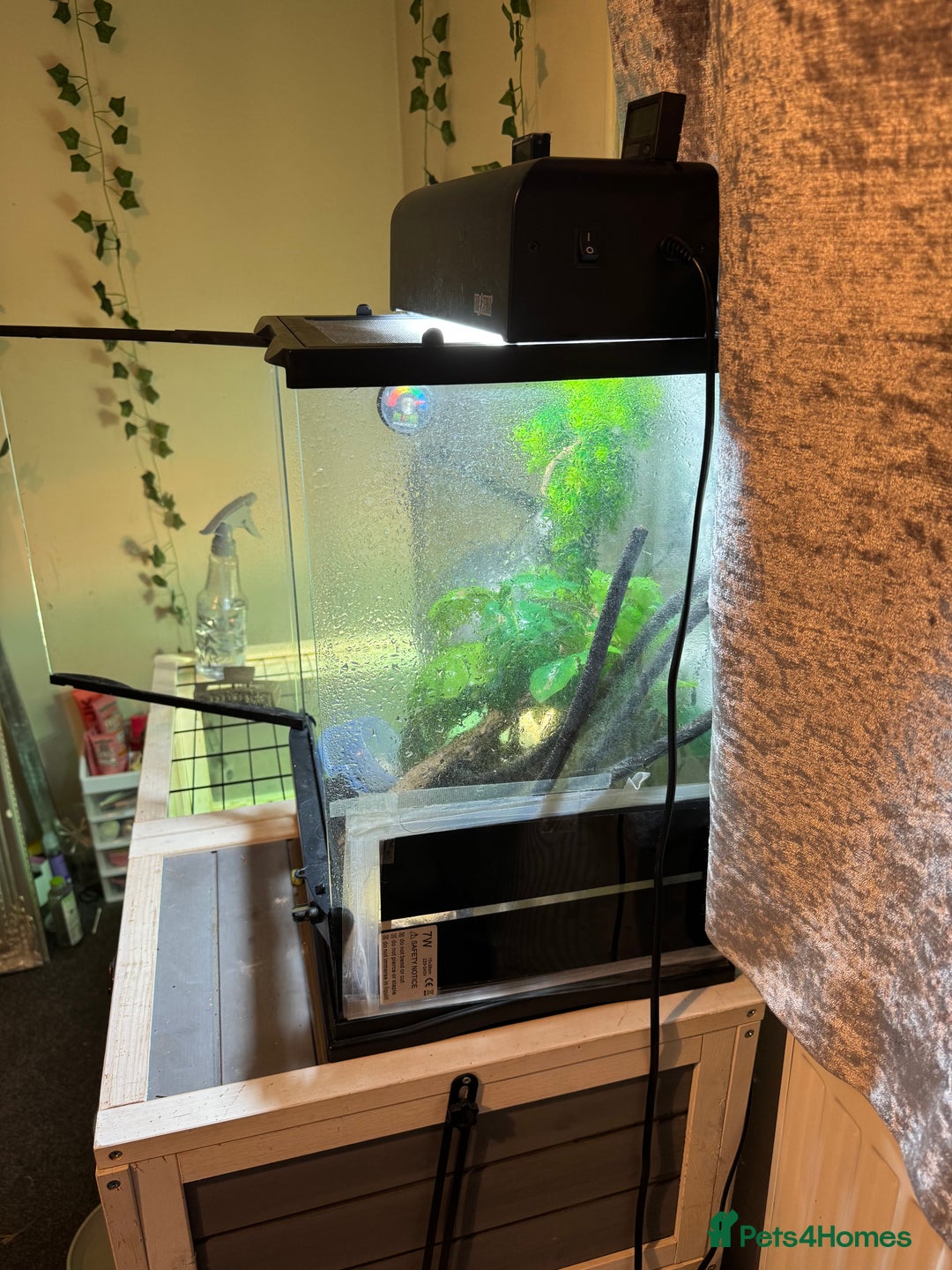 Gecko reptiles for sale: Crested gecko with enclosure  - Image 10