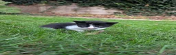 Mixed Breed cats for sale: Georgous Kittens Looking For A New Home - Advert 3